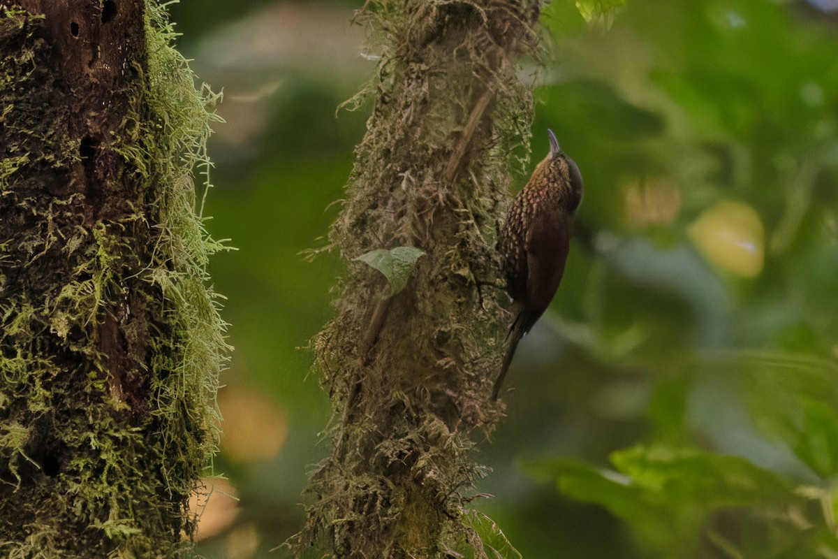 Spotted Barbtail - ML645852347