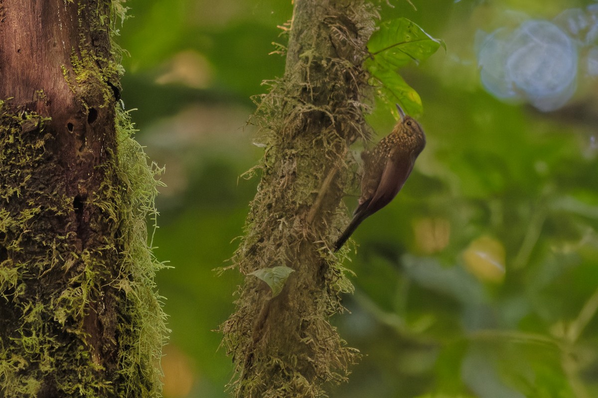 Spotted Barbtail - ML645852348