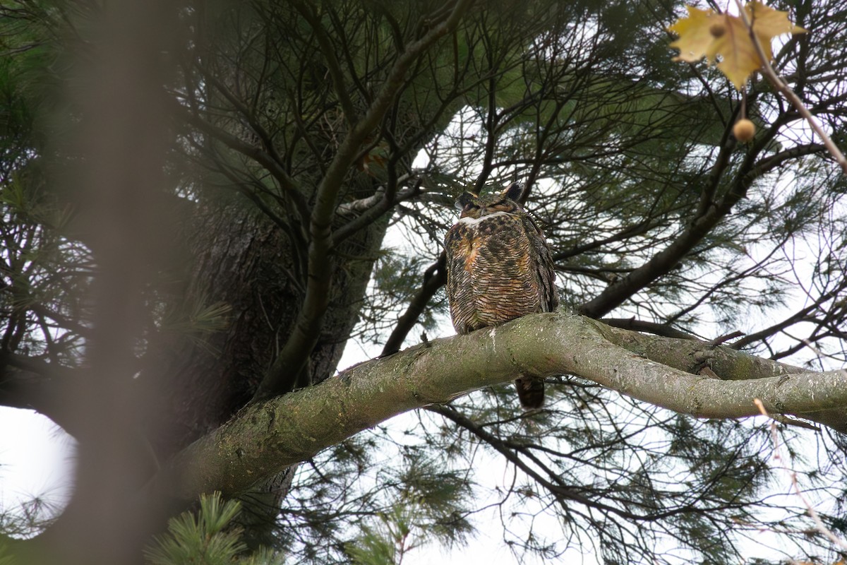 Great Horned Owl - ML645852349
