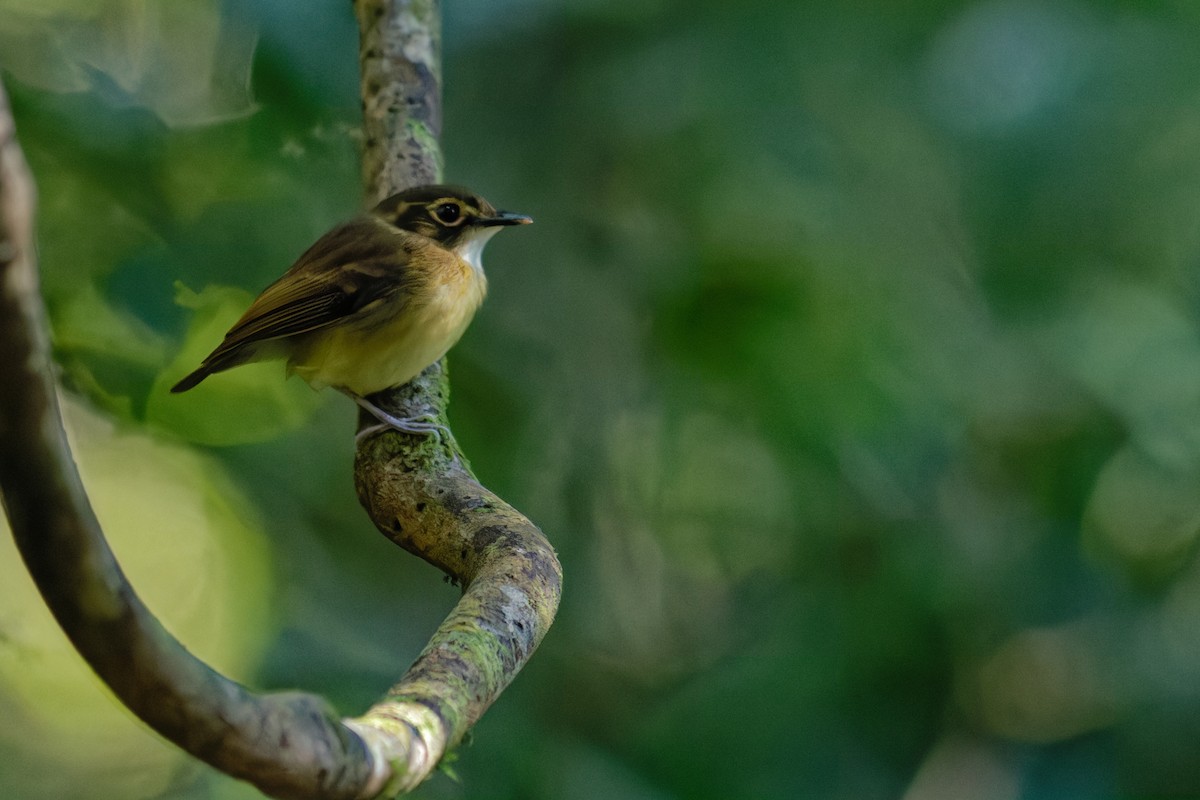 White-throated Spadebill - ML645852353