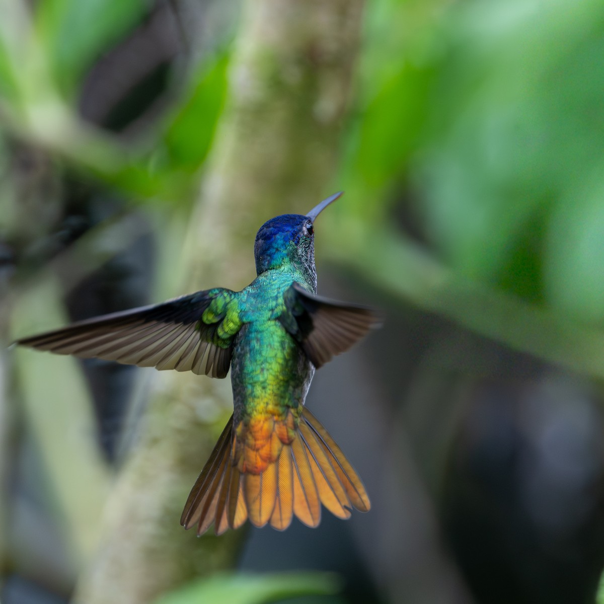 gyllenstjertkolibri - ML645852358