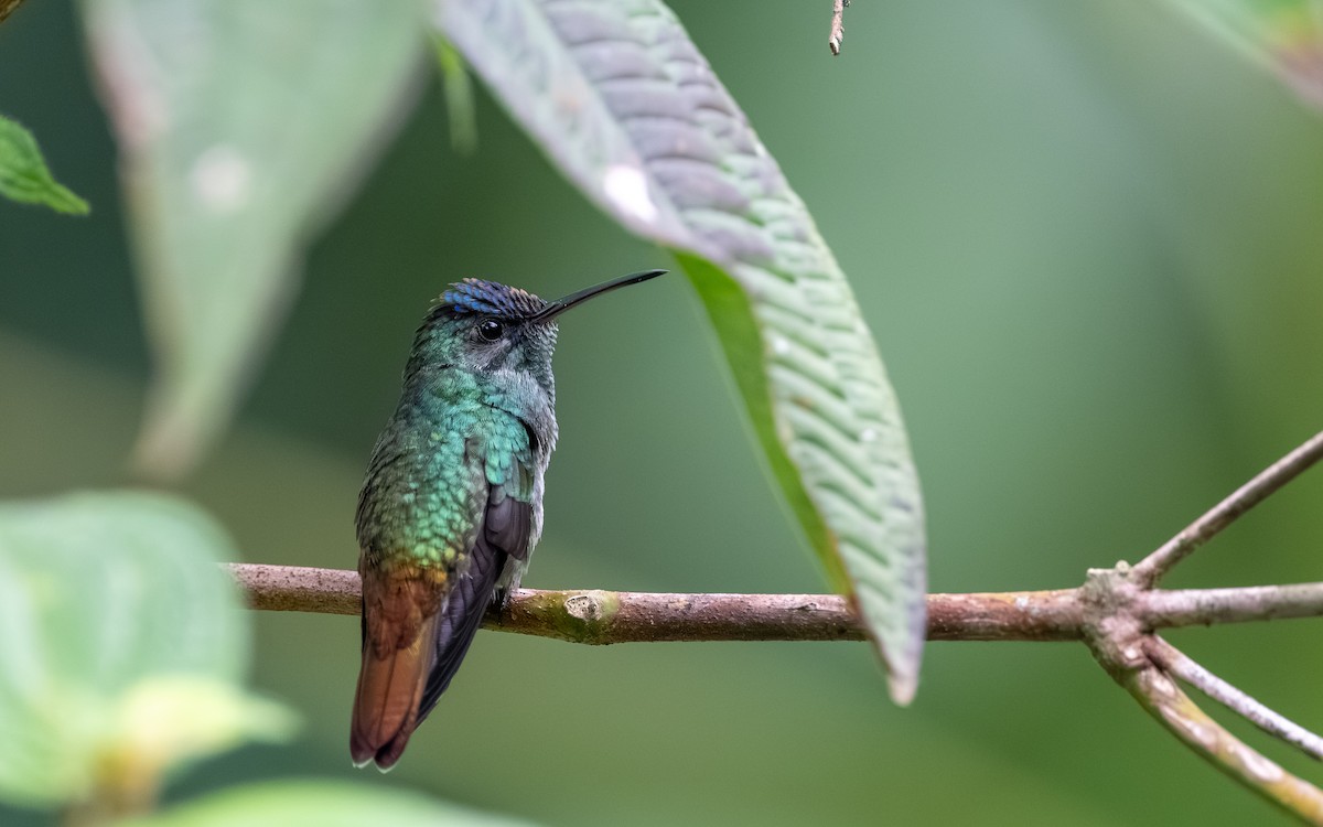 gyllenstjertkolibri - ML645852359