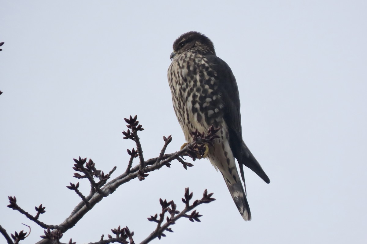 Merlin - ML645852371