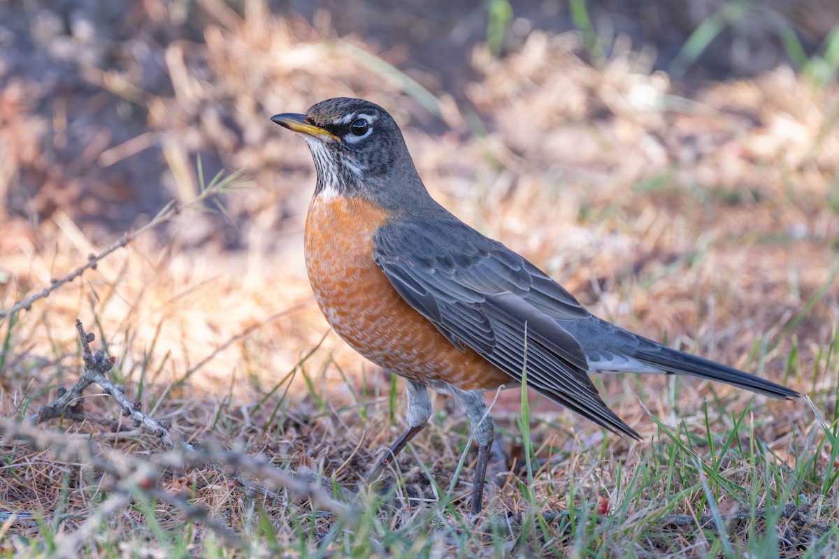 American Robin - ML645852374