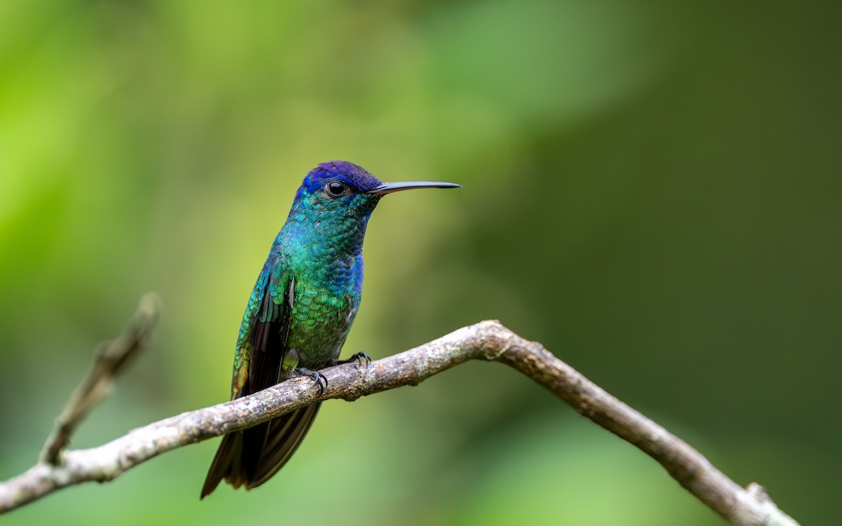 gyllenstjertkolibri - ML645852382