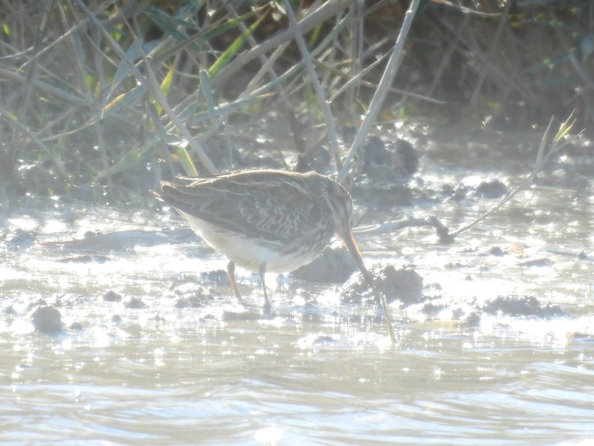 Jack Snipe - ML645852384