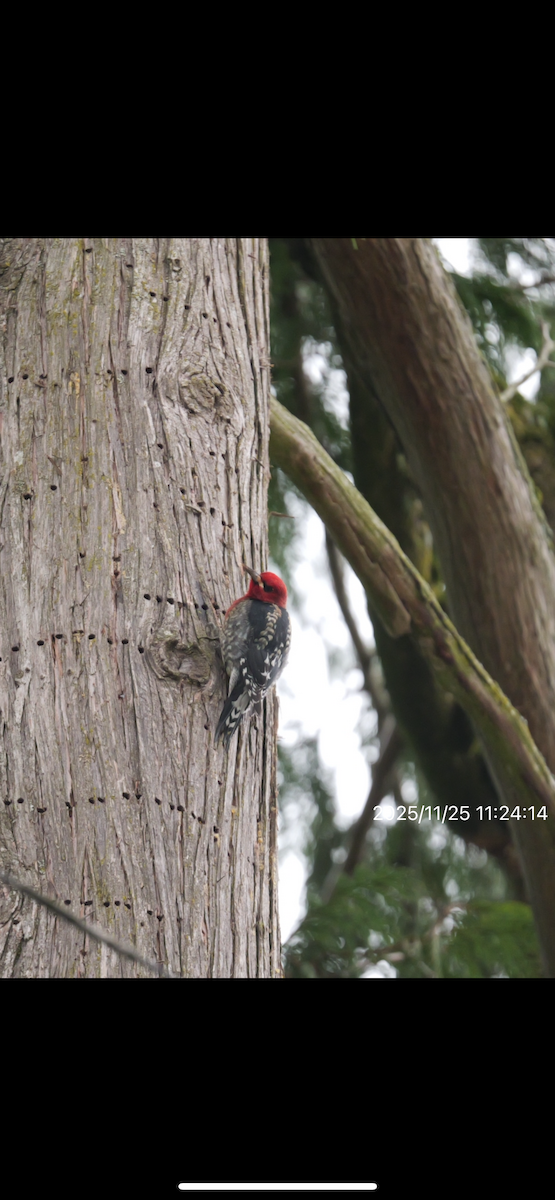 Red-breasted Sapsucker - ML645852385
