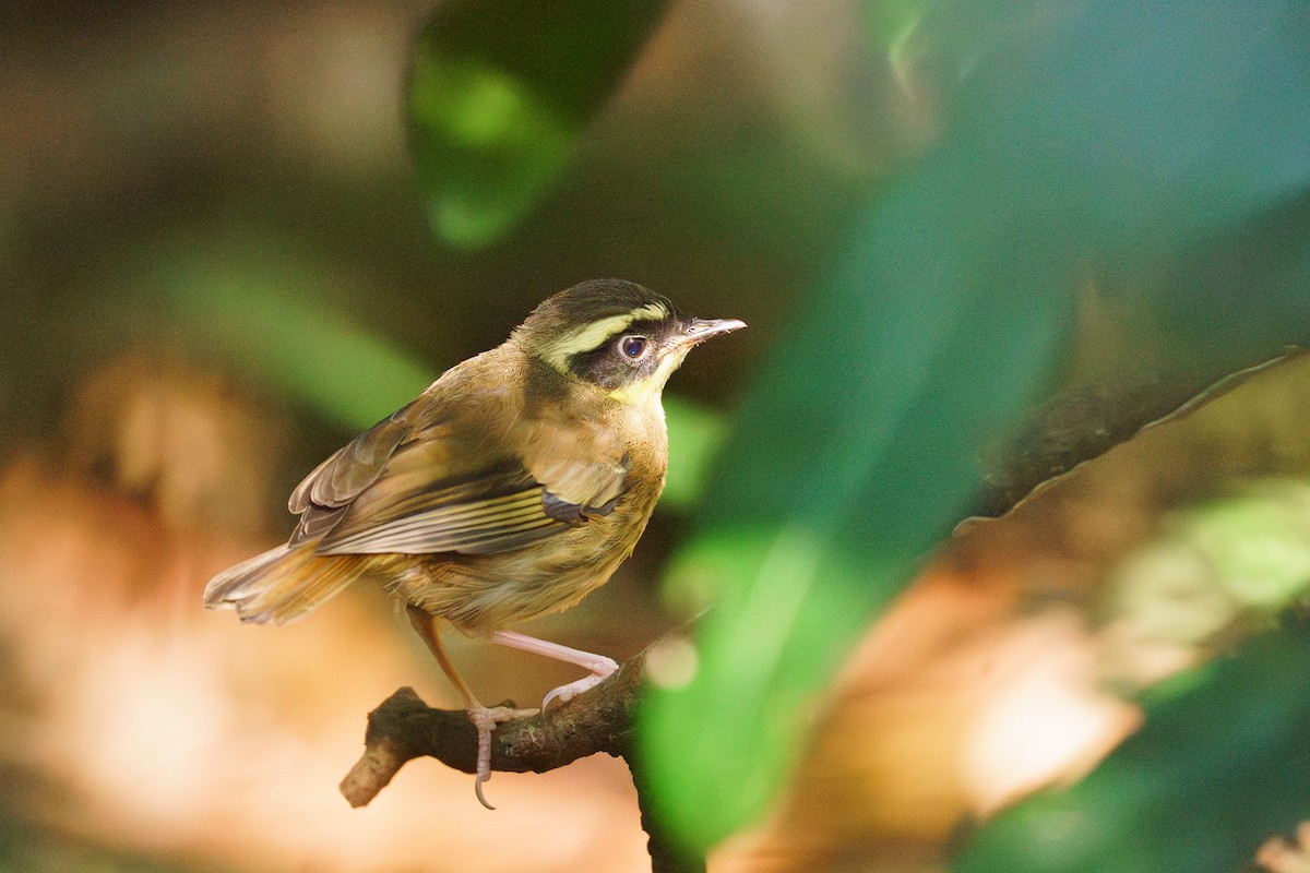 Yellow-throated Scrubwren - ML645852388