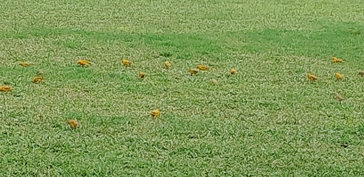 Saffron Finch - ML645852397