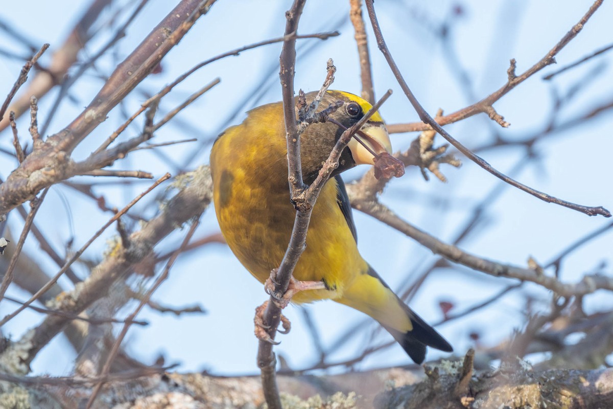 Evening Grosbeak - ML645852399
