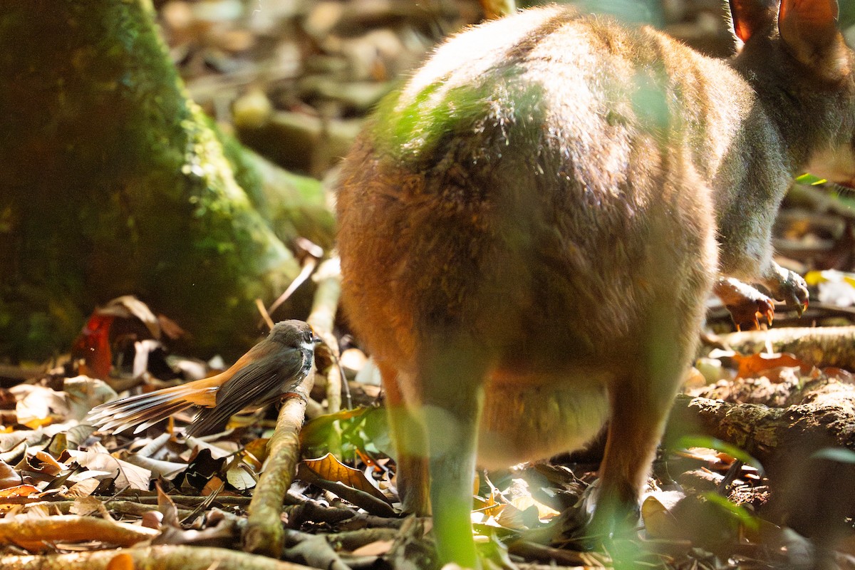 Australian Rufous Fantail - ML645852403