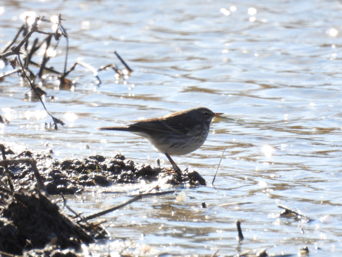 サメイロタヒバリ - ML645852408