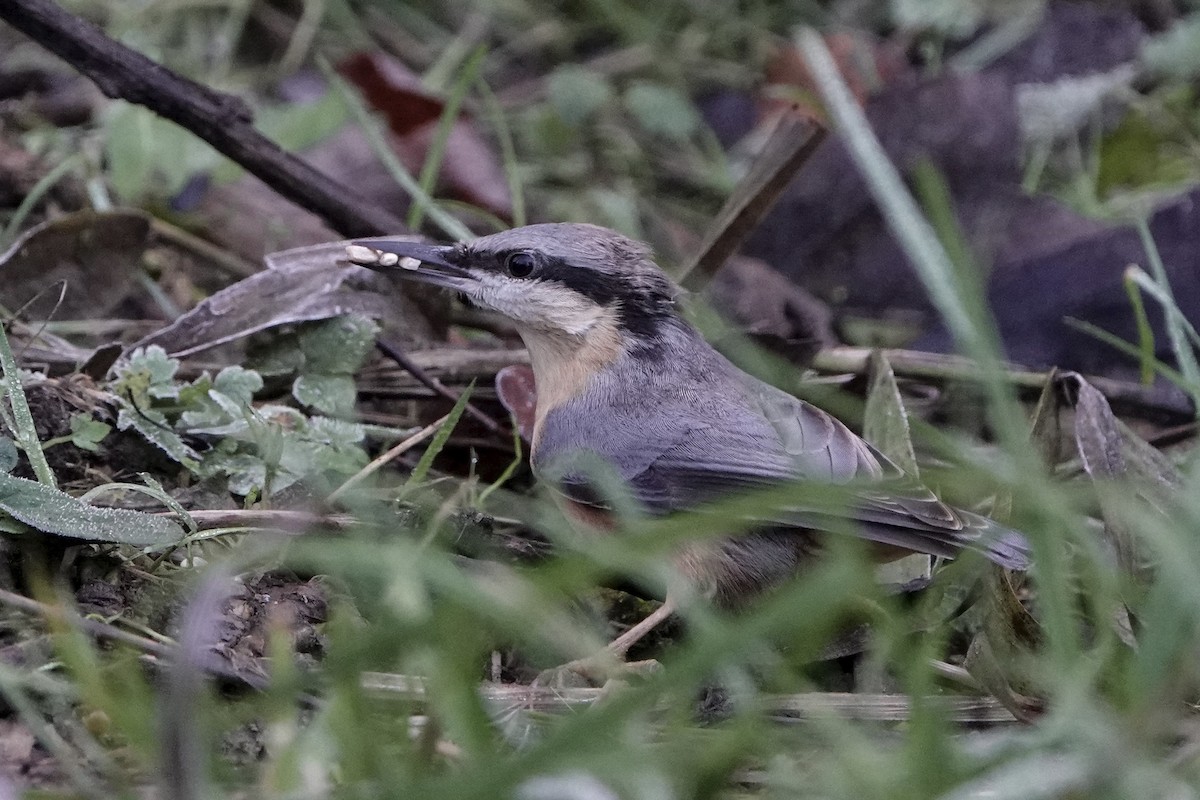 Eurasian Nuthatch - ML645852410
