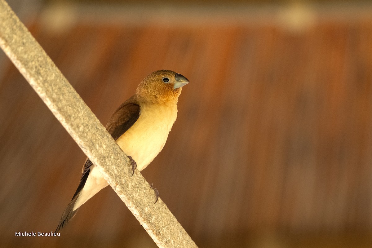 savannesølvnebb - ML645852411