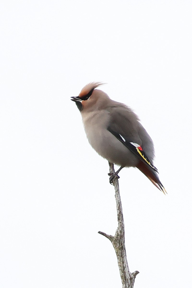Bohemian Waxwing - ML645852413