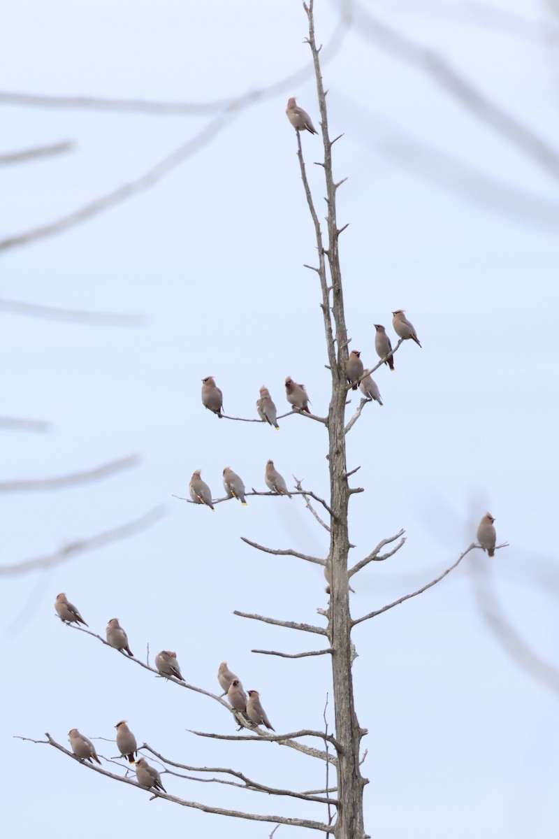Bohemian Waxwing - ML645852414