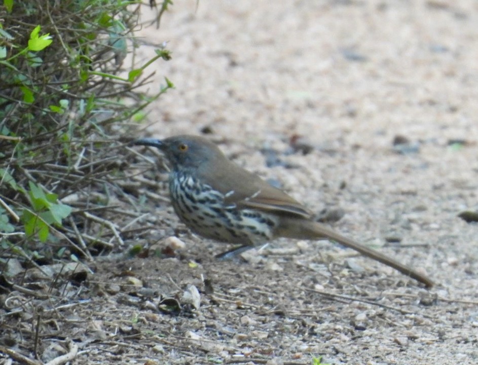 Длинноклювый пересмешник - ML645852416