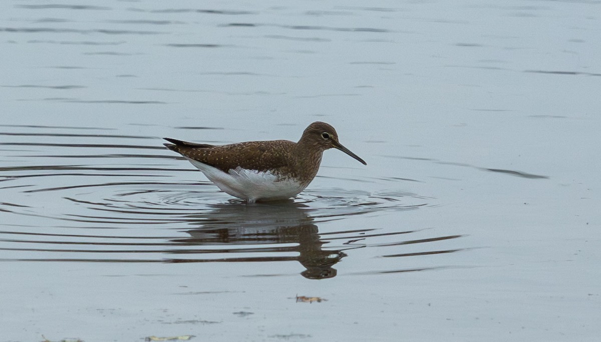 Green Sandpiper - ML645852417