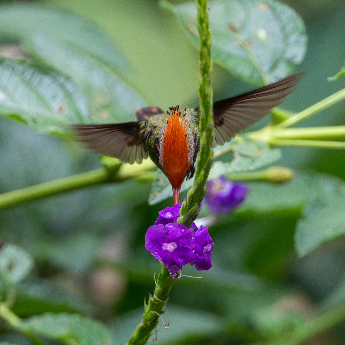 チャカザリハチドリ - ML645852427