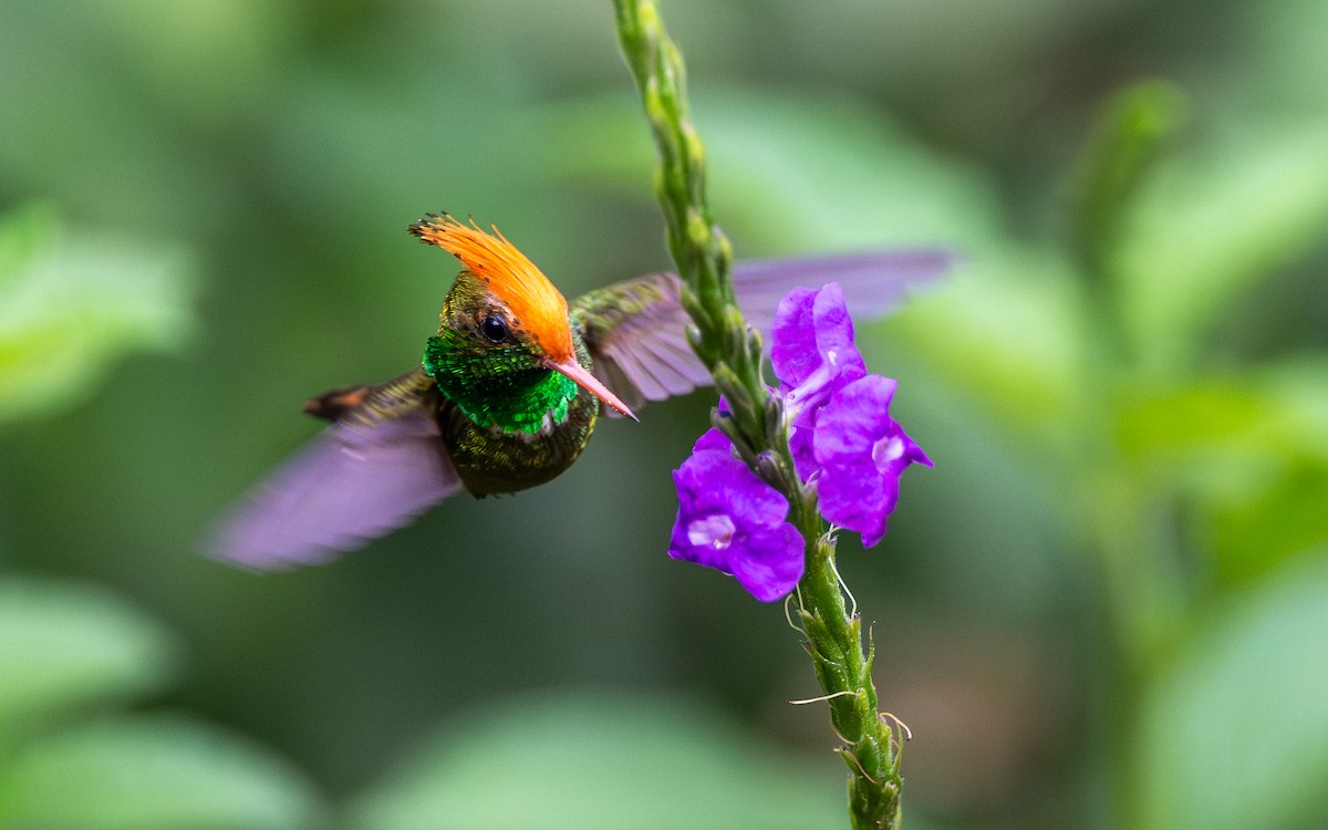 Колібрі-кокетка довгочубий - ML645852428