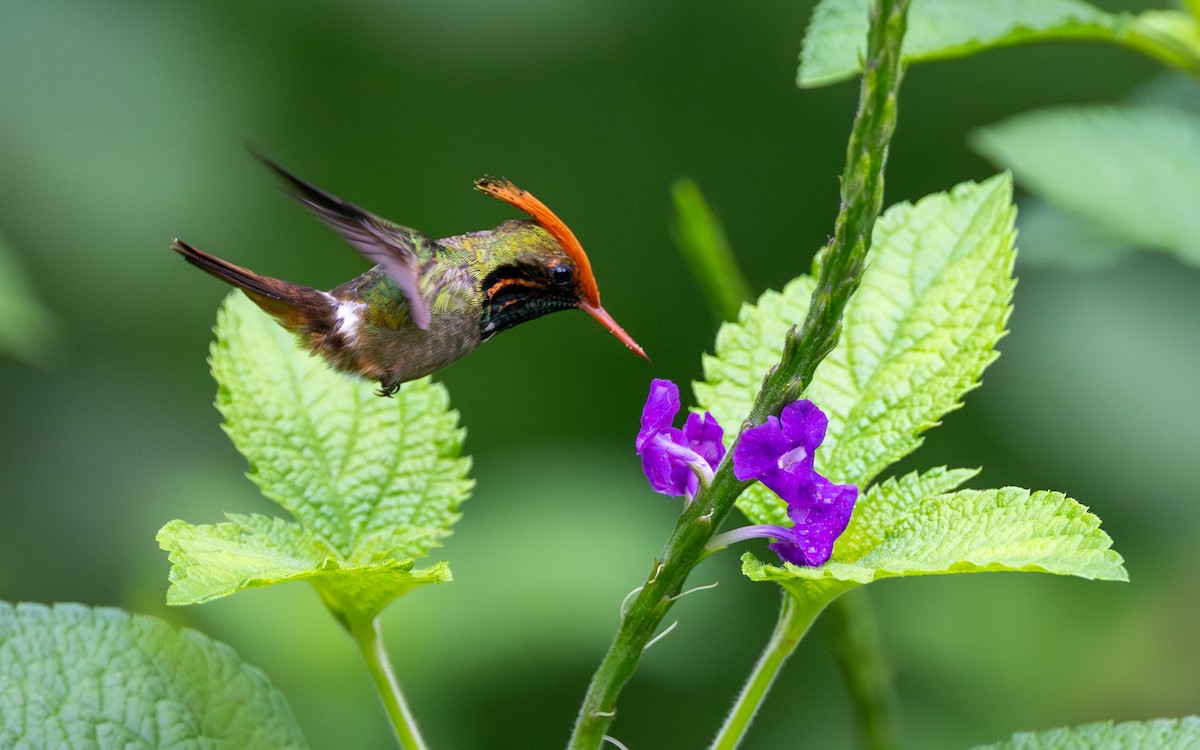 Колібрі-кокетка довгочубий - ML645852429