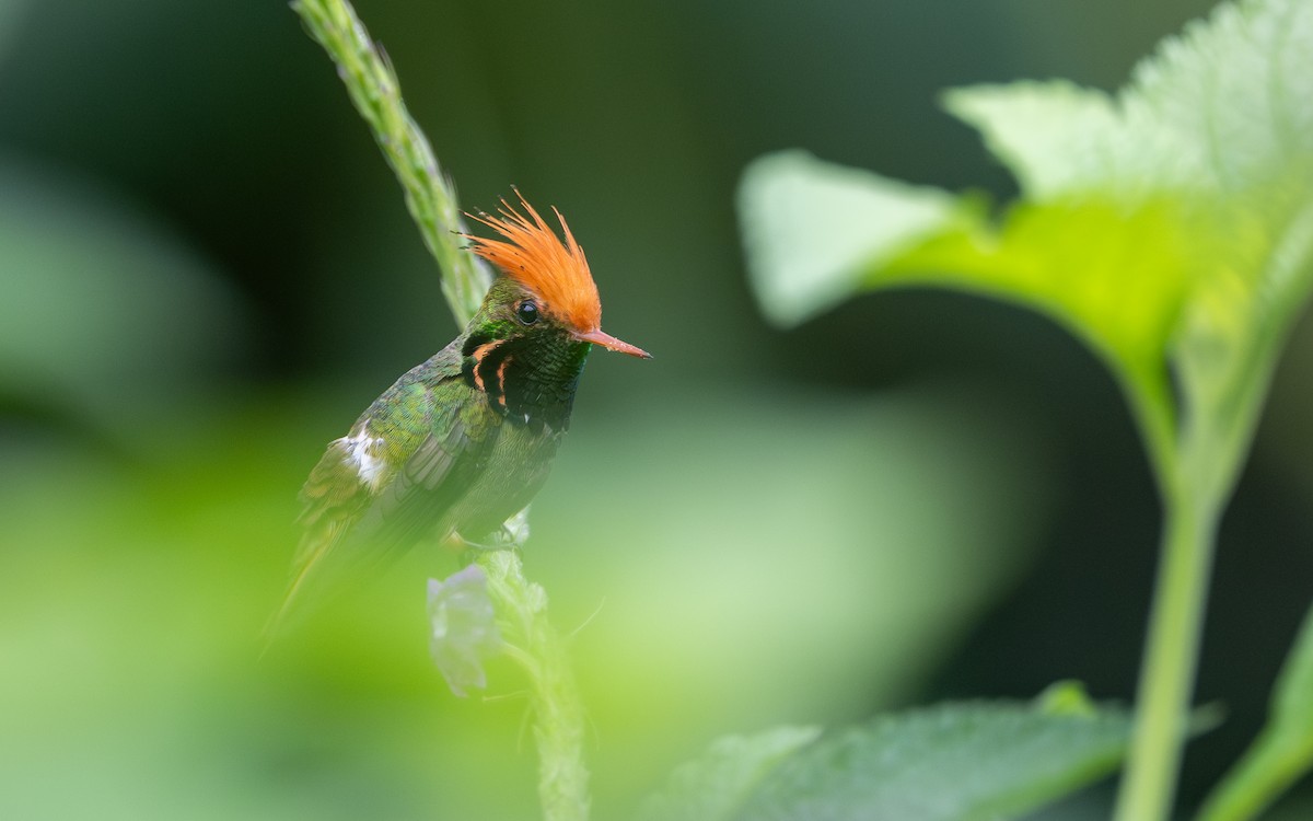 チャカザリハチドリ - ML645852430