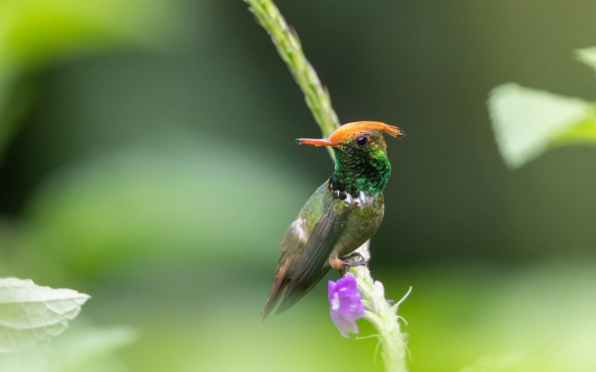 Колібрі-кокетка довгочубий - ML645852431