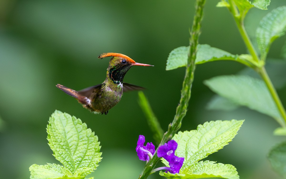 チャカザリハチドリ - ML645852432