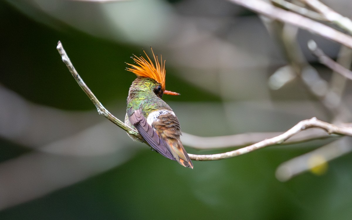 Колібрі-кокетка довгочубий - ML645852433