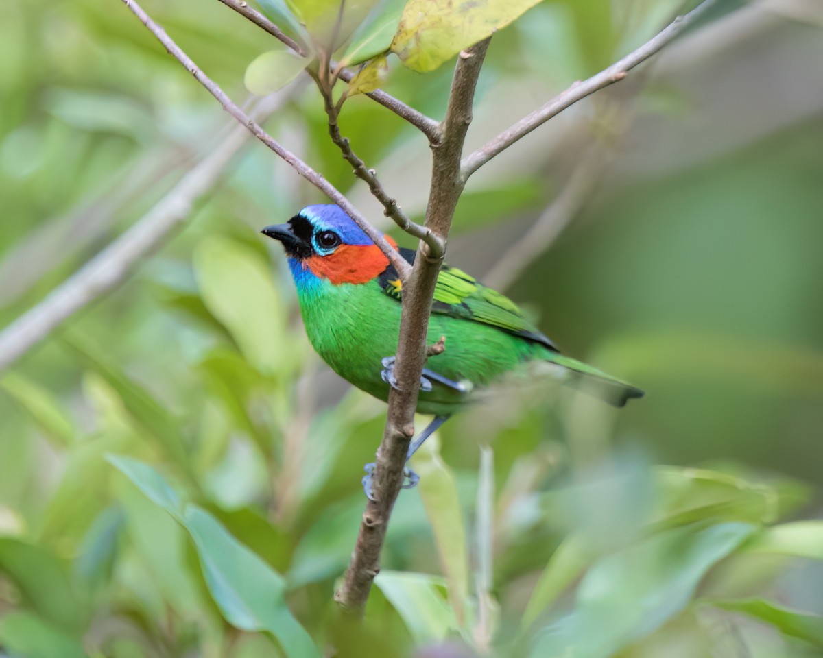 エリアカフウキンチョウ - ML645852434