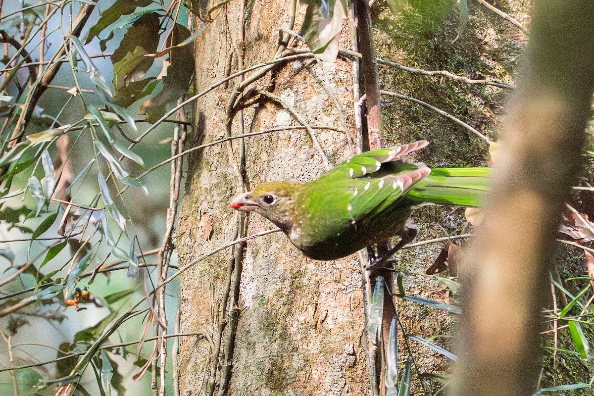 ネコドリ - ML645852435