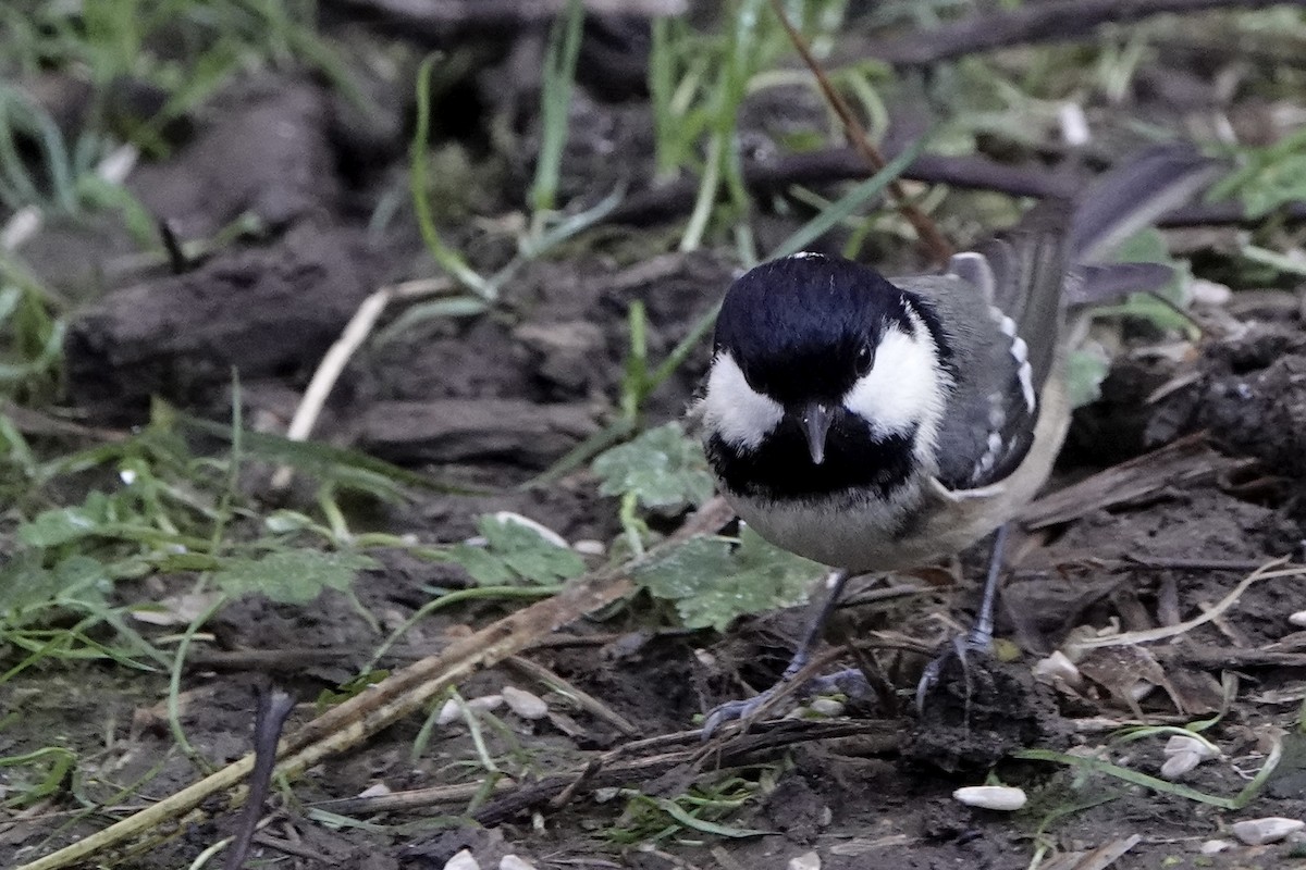 ヒガラ - ML645852438