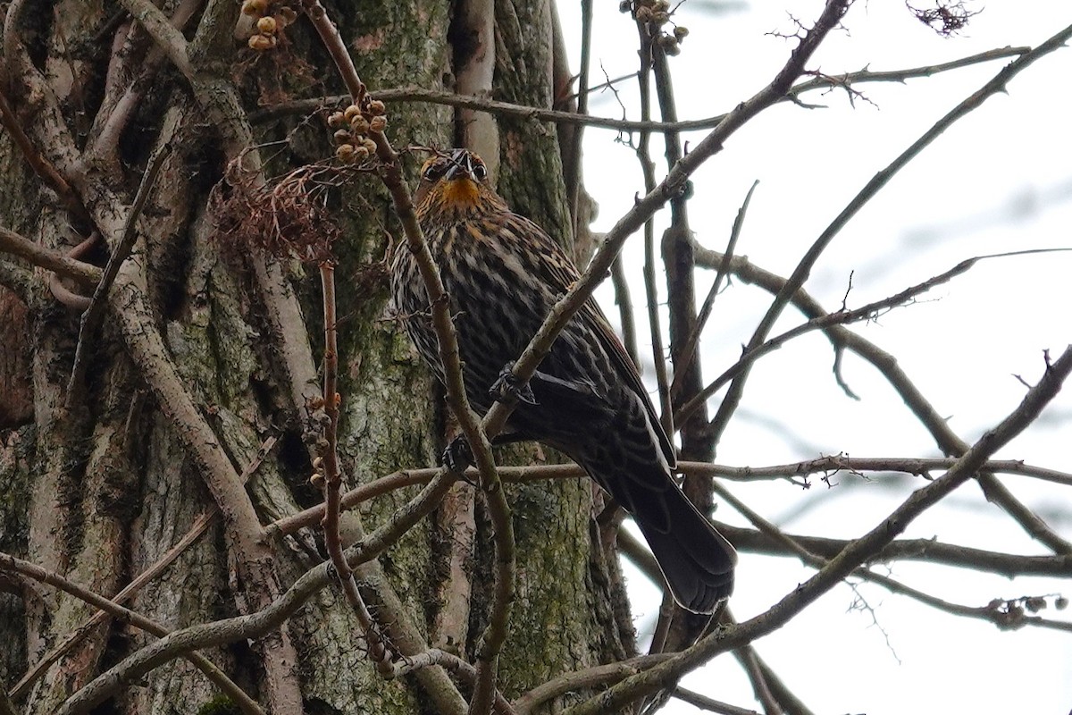 ハゴロモガラス - ML645852439