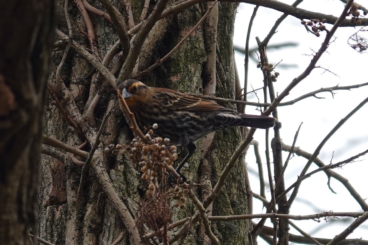 ハゴロモガラス - ML645852440