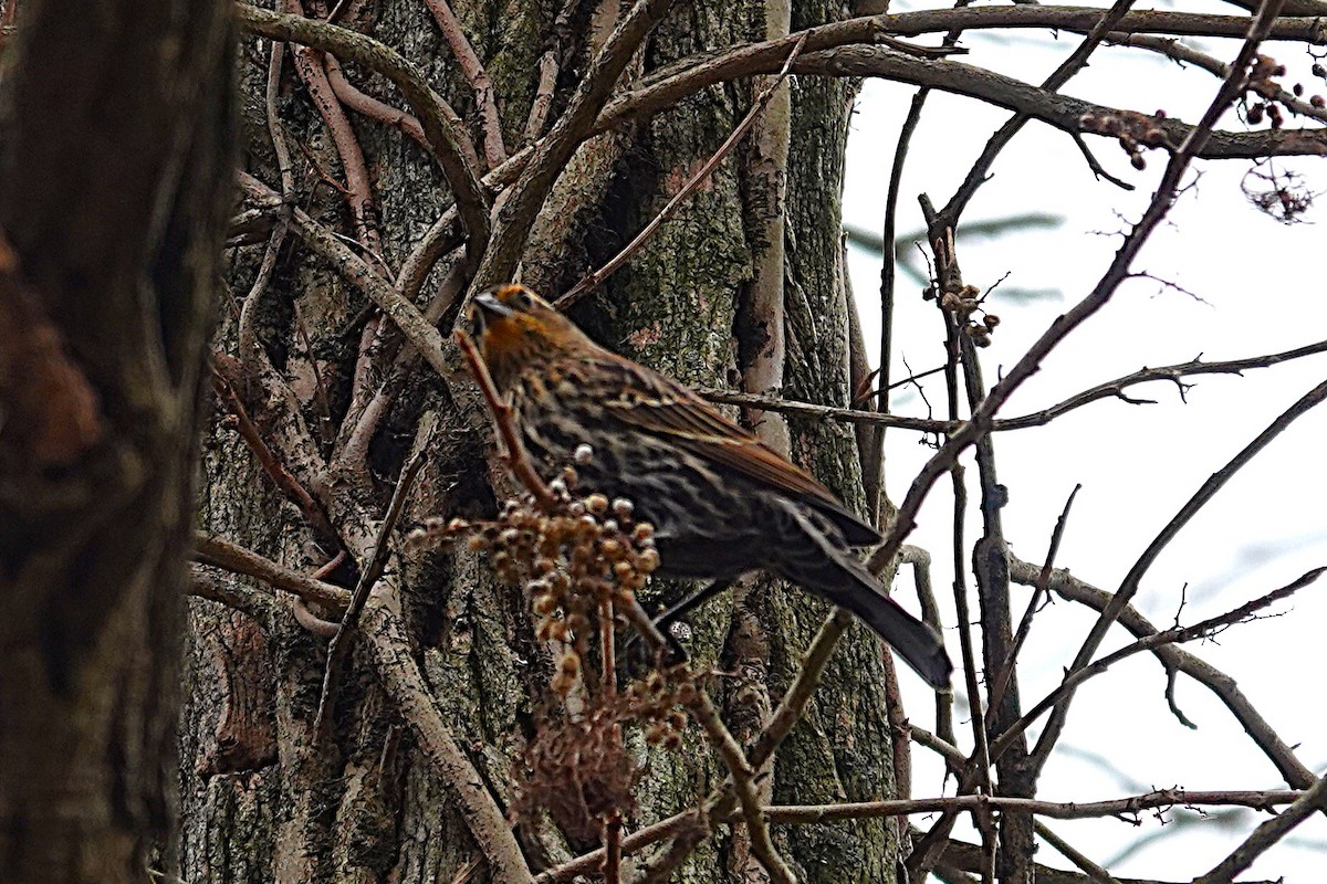 ハゴロモガラス - ML645852441