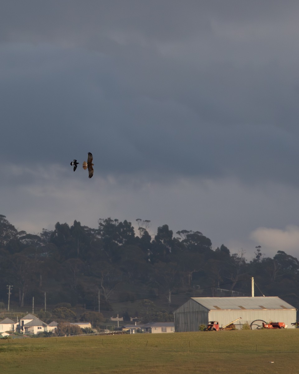 ミナミチュウヒ - ML645852442