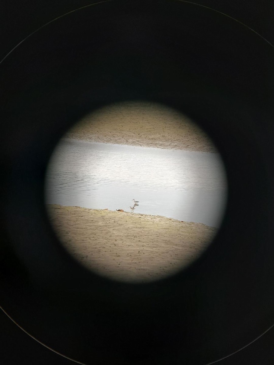 オオキアシシギ - ML645852443