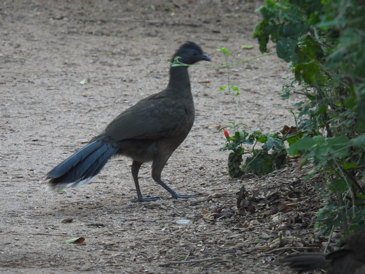 ムジヒメシャクケイ - ML645852444