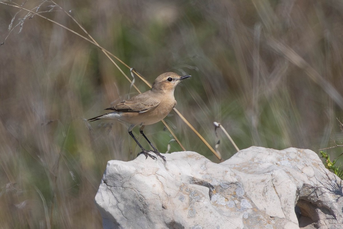 イナバヒタキ - ML645852446