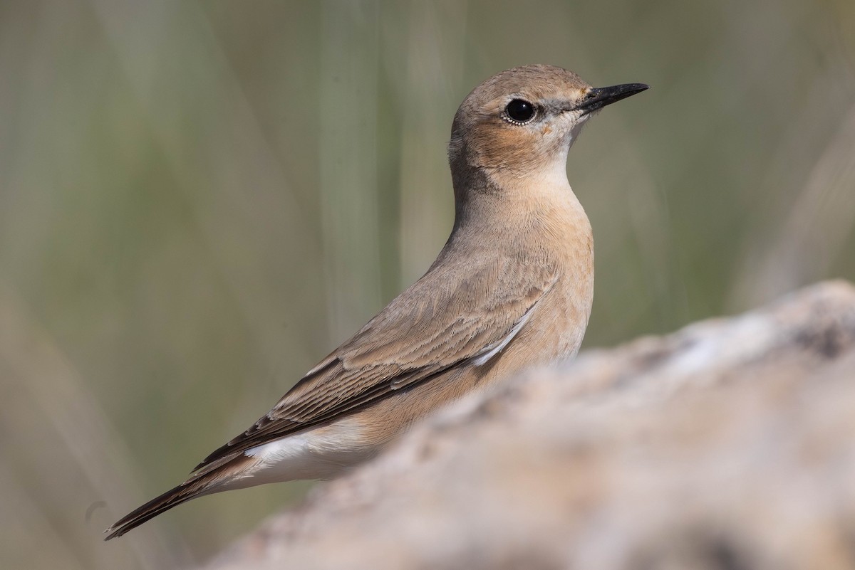 イナバヒタキ - ML645852447