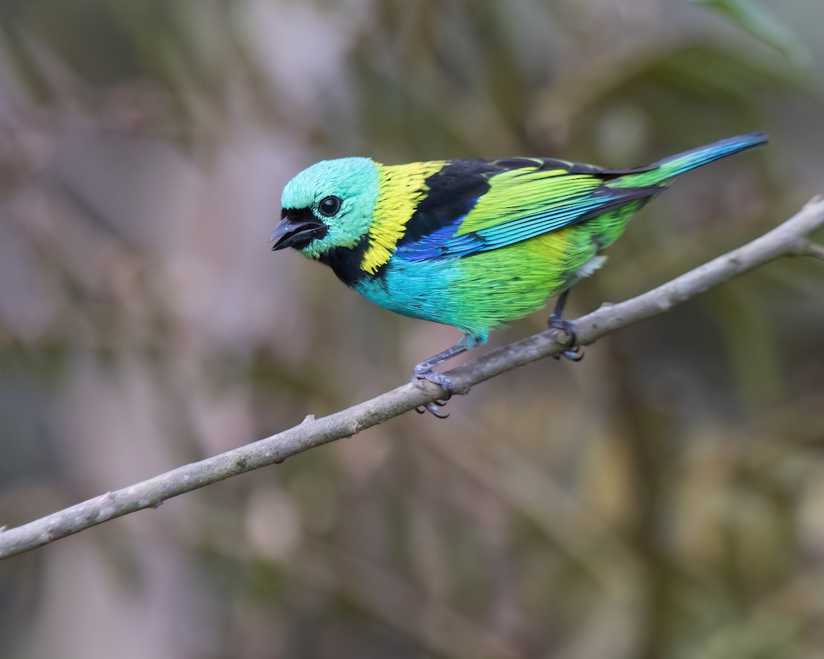 ミドリズキンフウキンチョウ - ML645852449