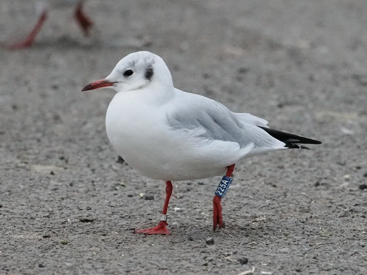 ユリカモメ - ML645852450