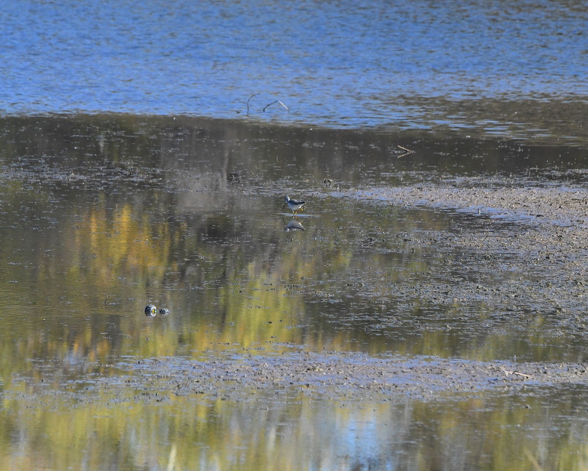 オオキアシシギ - ML645852451