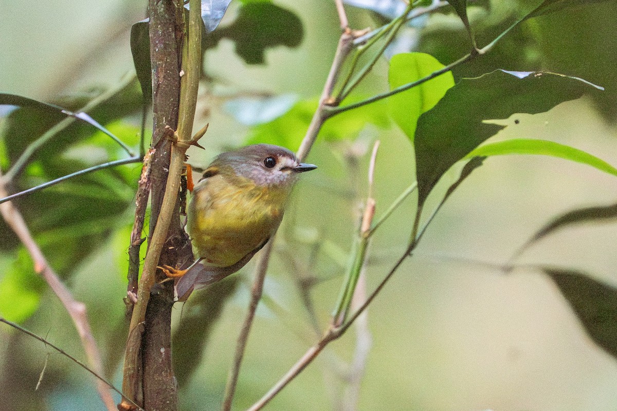 キアシヒタキ - ML645852452