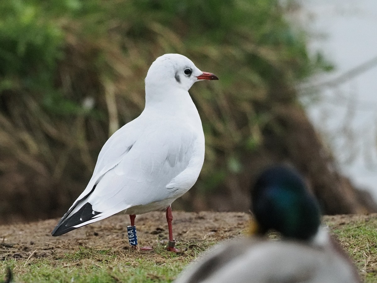 ユリカモメ - ML645852453