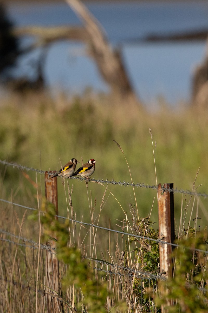 ゴシキヒワ - ML645852454