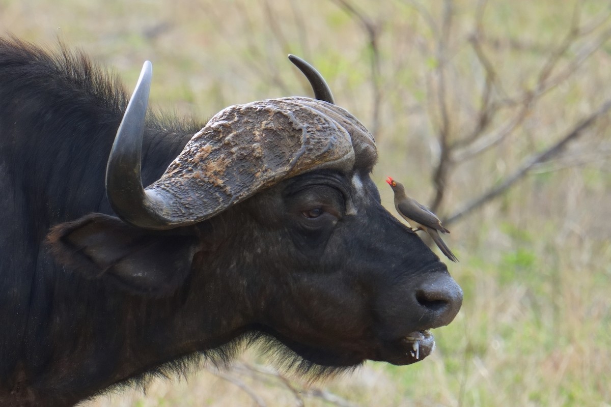 アカハシウシツツキ - ML645852455