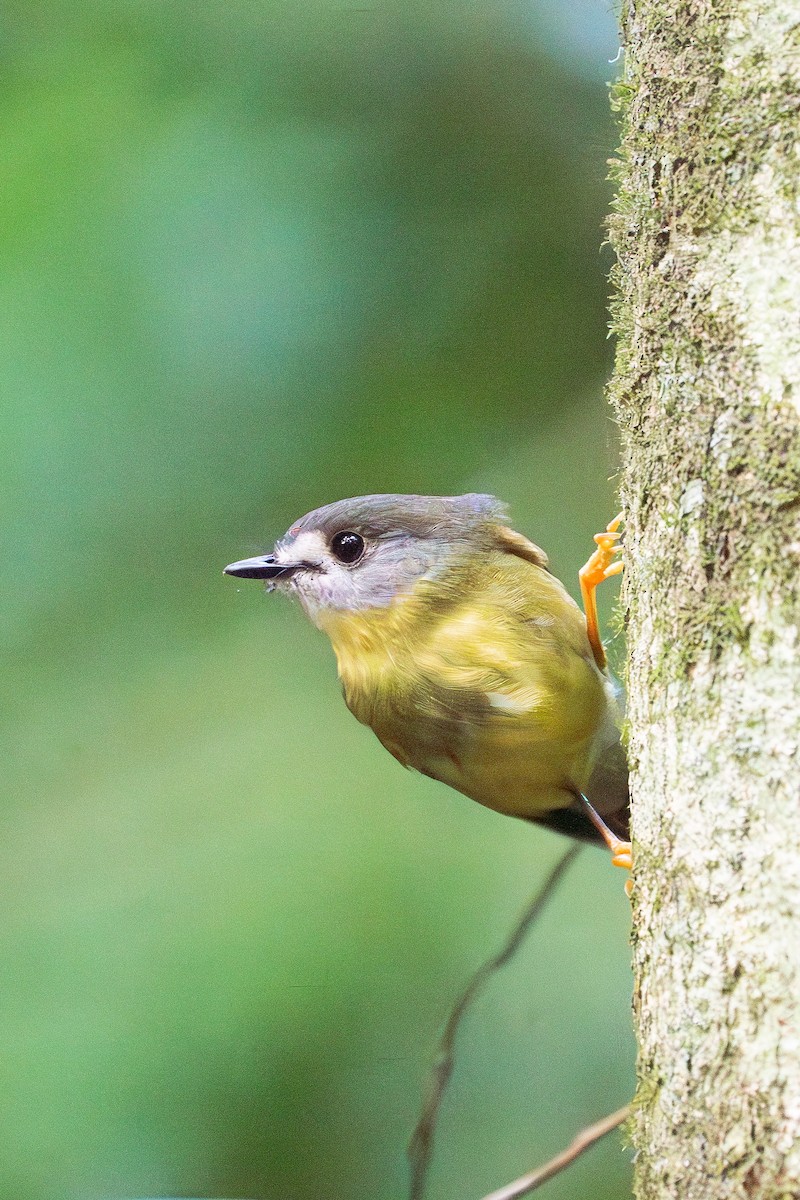 Pale-yellow Robin - ML645852456