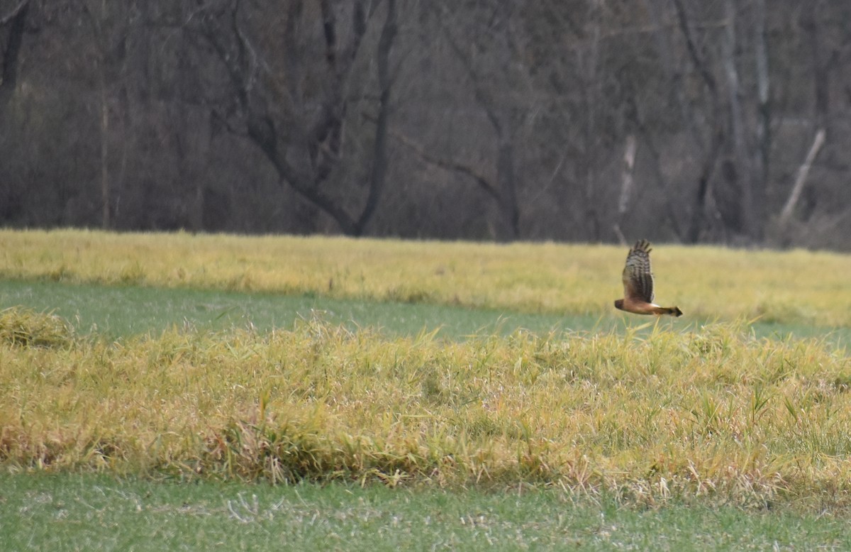 アメリカハイイロチュウヒ - ML645852457