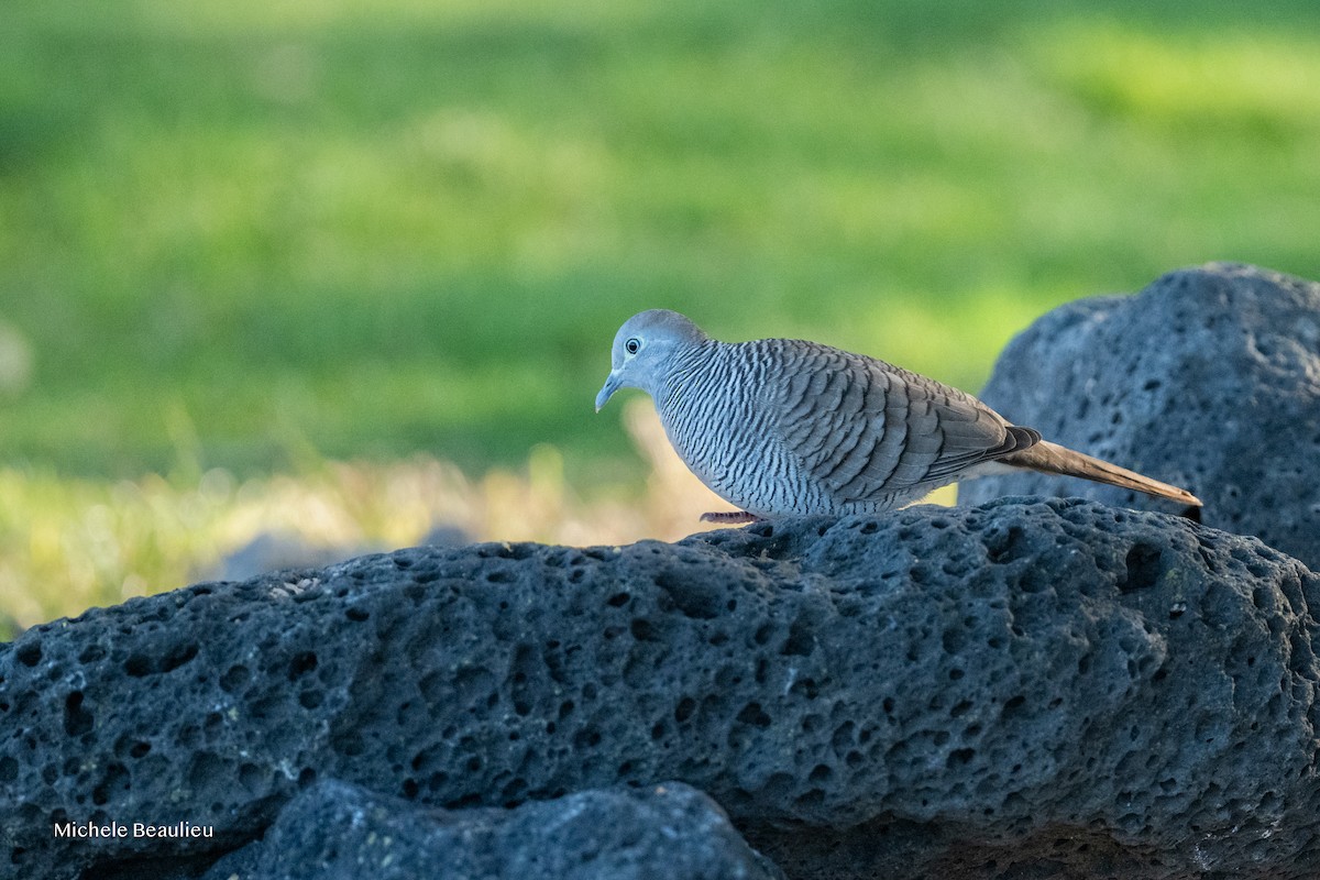 チョウショウバト - ML645852458